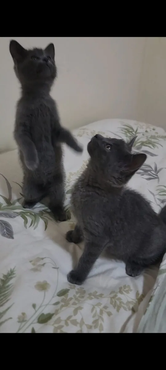 Kittens - Image 4