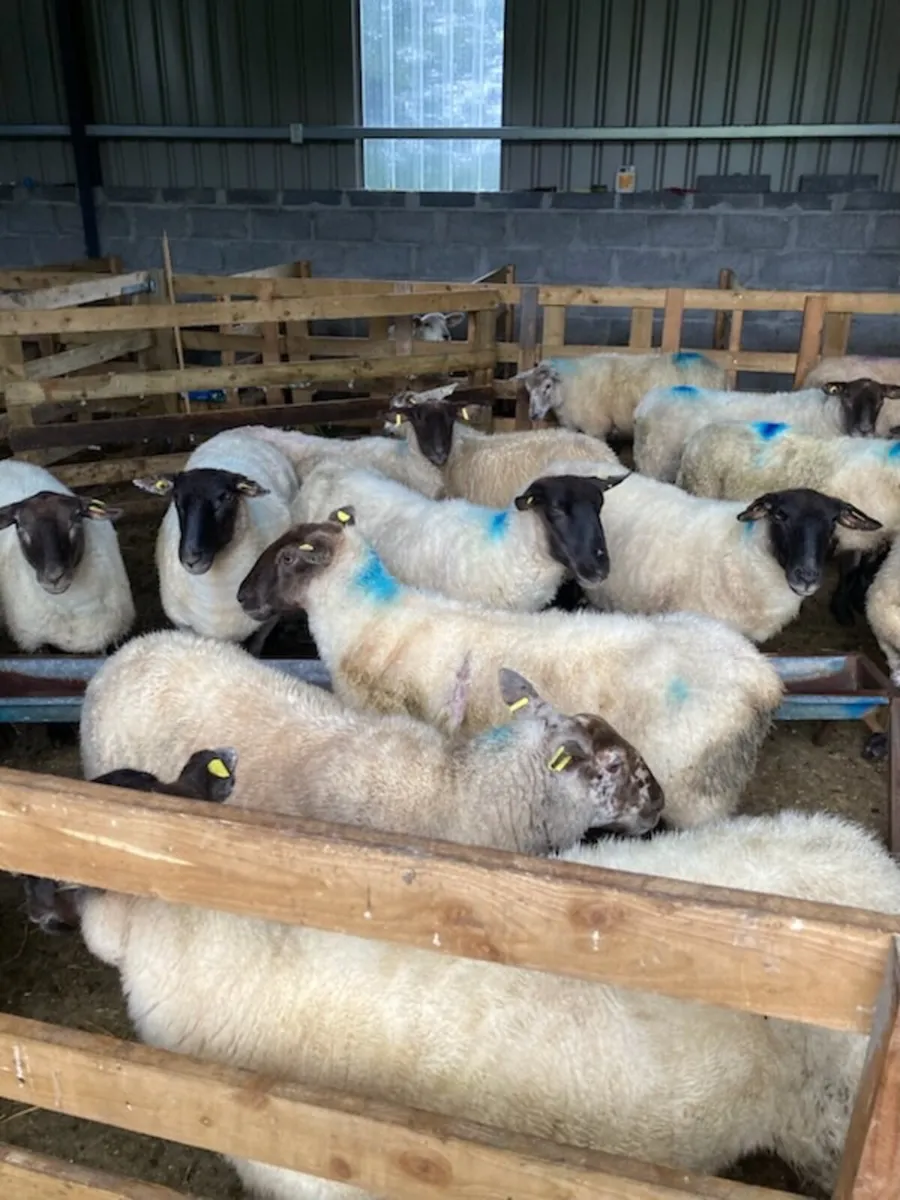 Ewes - Image 3