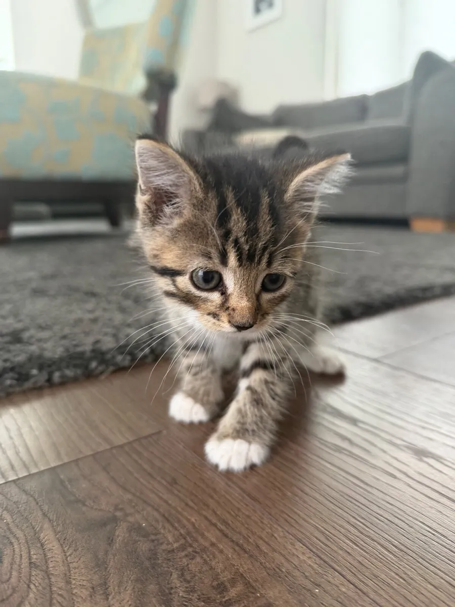 Kitten - Image 1