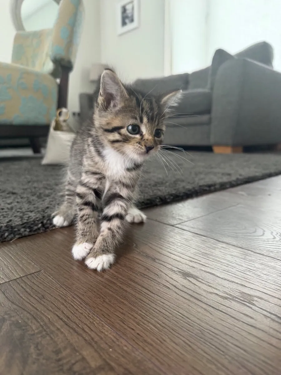 Kitten - Image 3