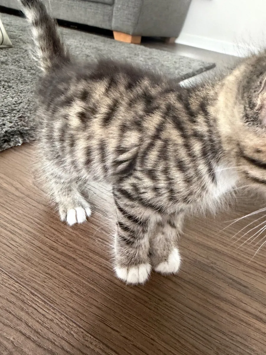 Kitten - Image 2