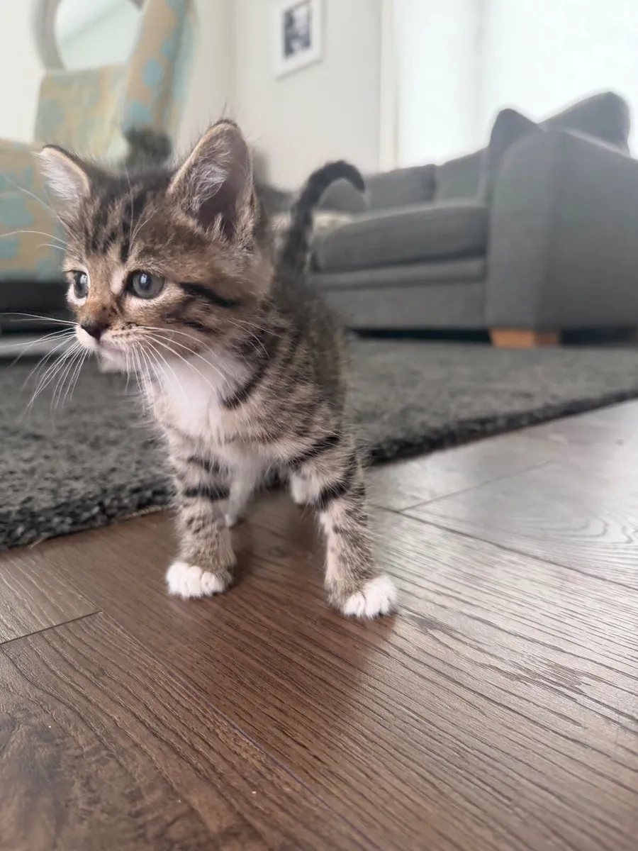 Kitten - Image 4