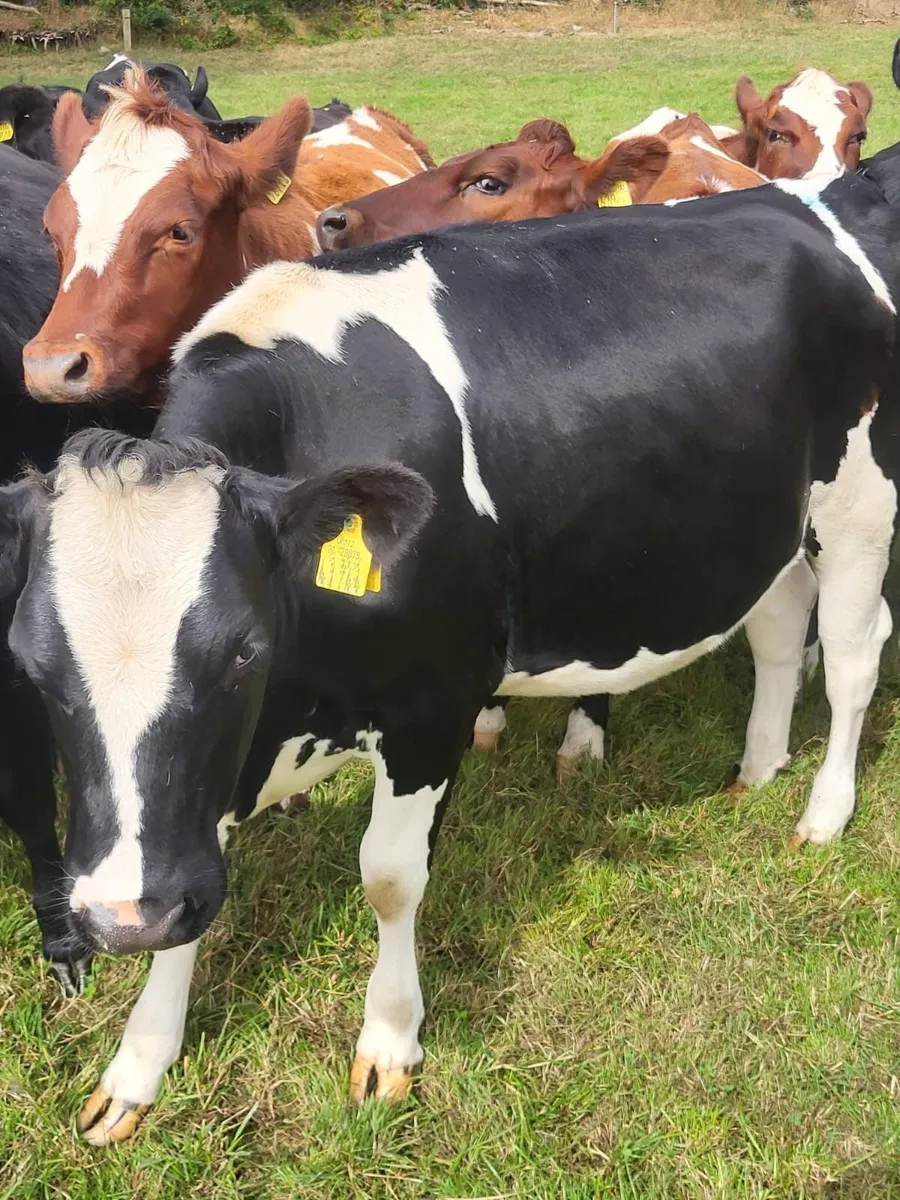 DAIRY LOTS CHARITY SALE Tullamore Mart - Mon 28 - Image 3