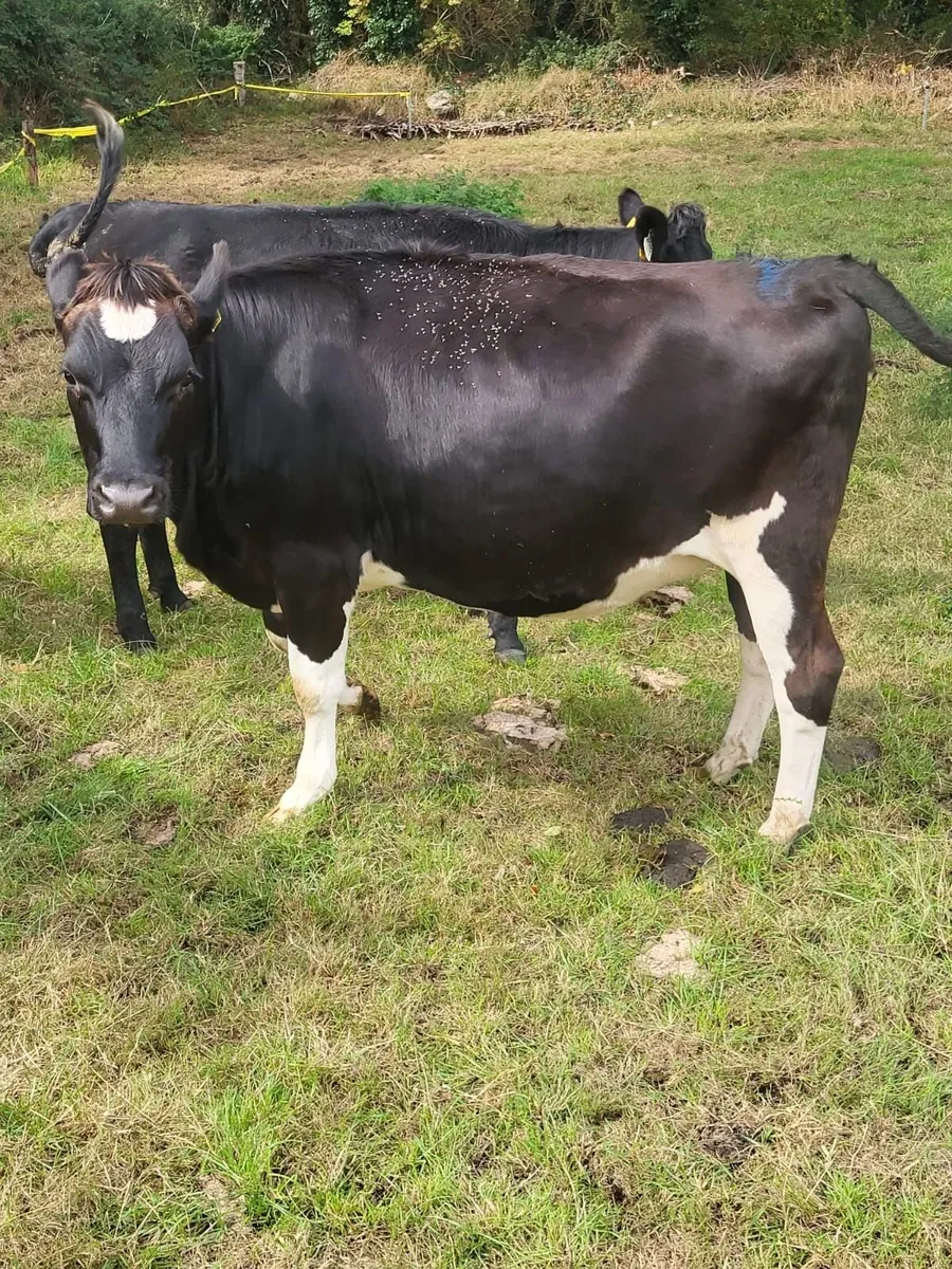 DAIRY LOTS CHARITY SALE Tullamore Mart - Mon 28 - Image 2