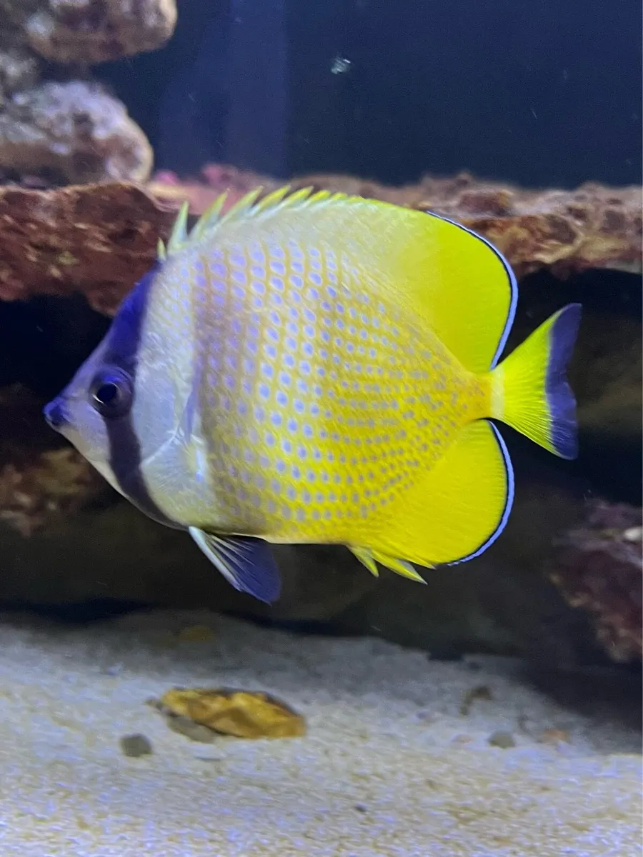Reef fish