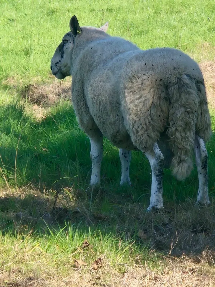 4 year old Brockie ram and selection of ewe lambs. - Image 1