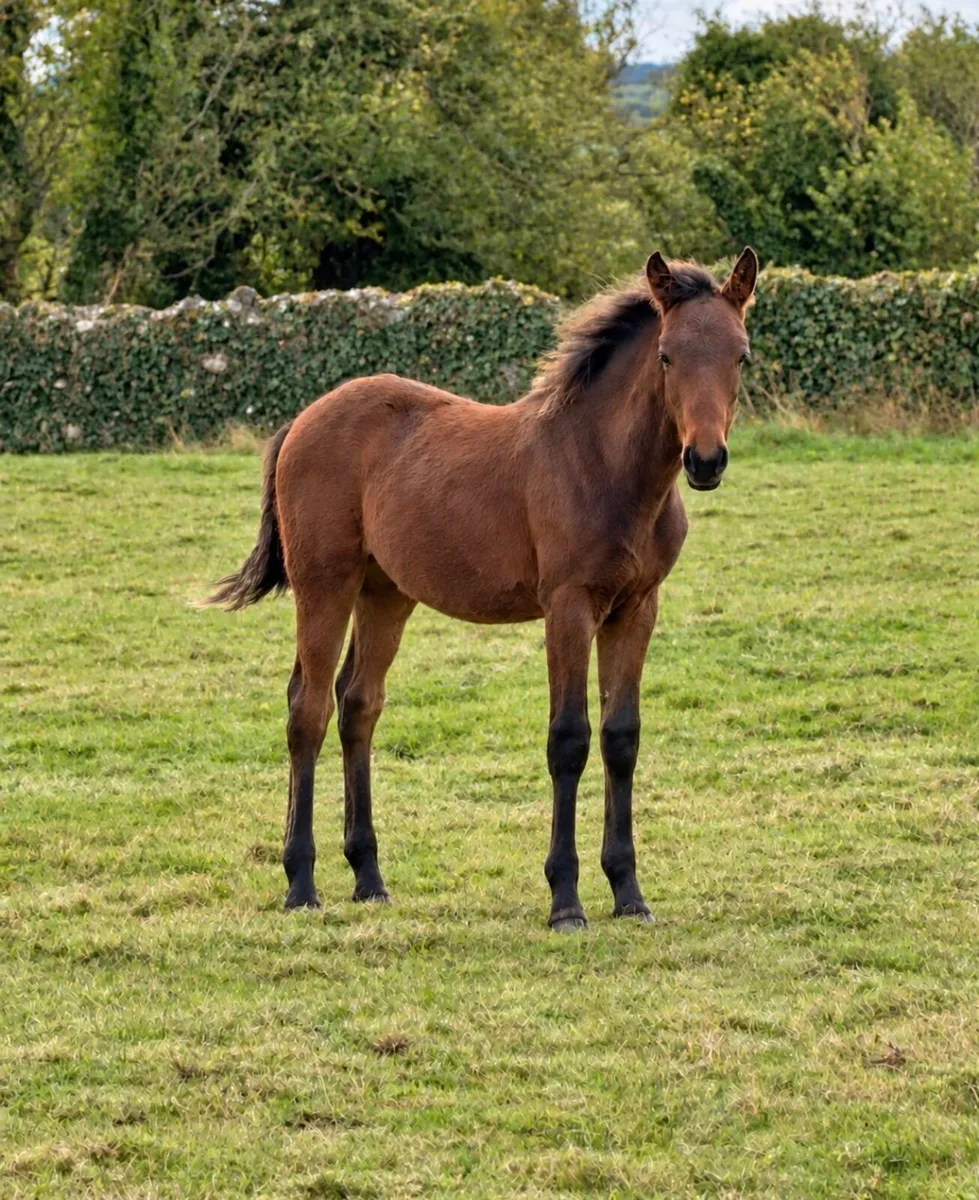 Colt