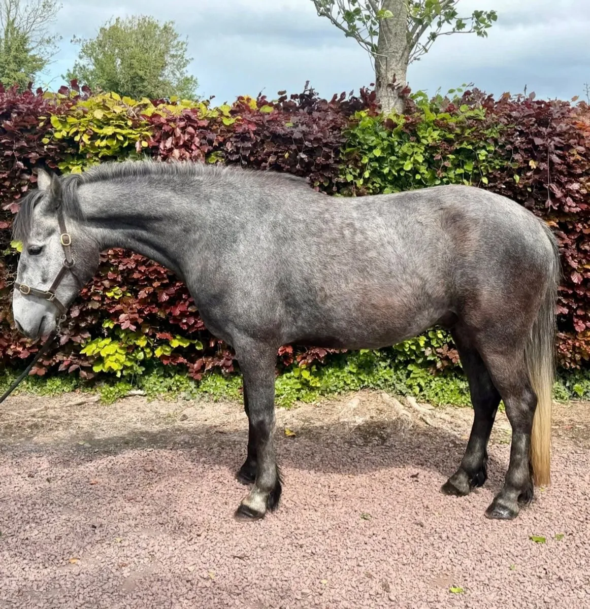148cm Connemara Gelding - Image 1