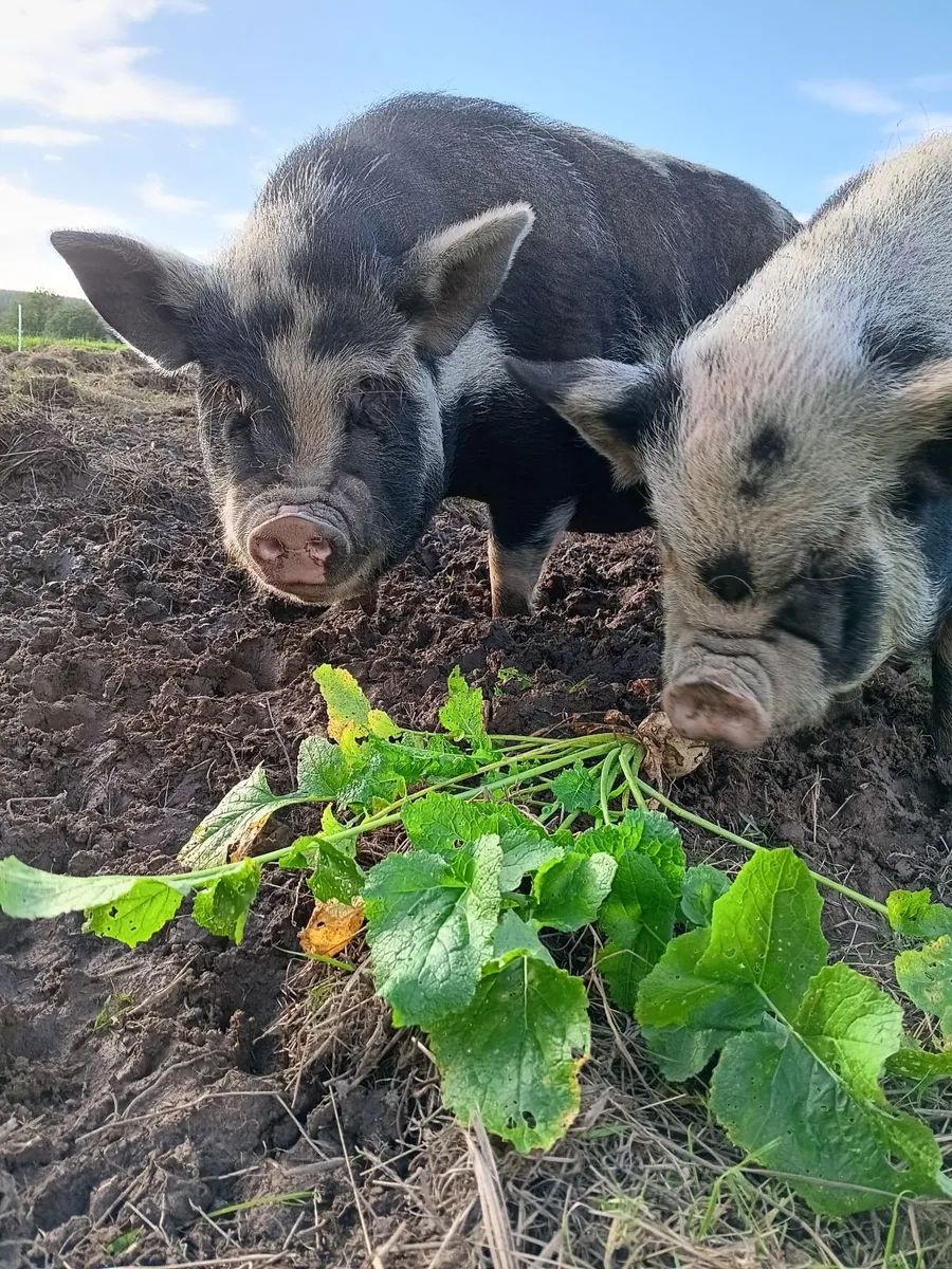 Kune Kune Pigs - Free