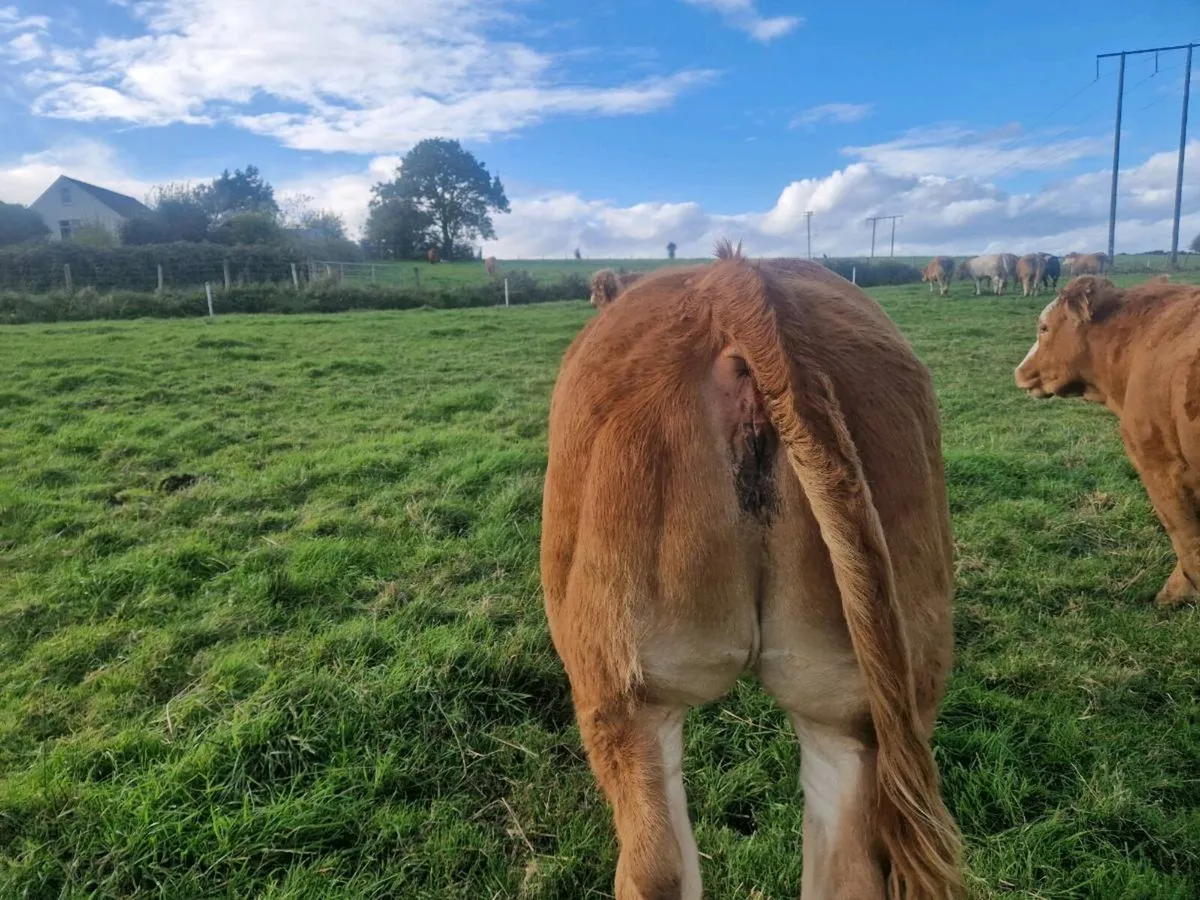 Breeding Heifers - Image 2