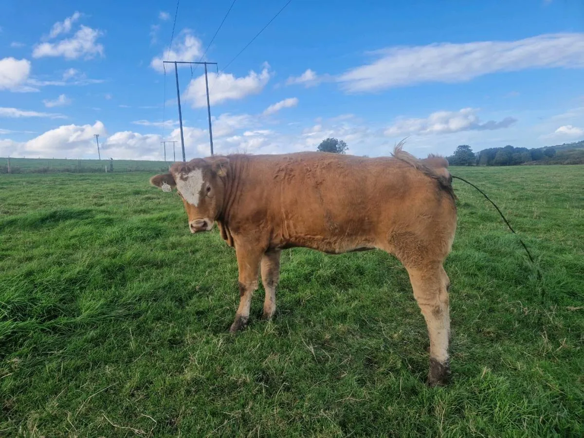 Breeding Heifers - Image 4