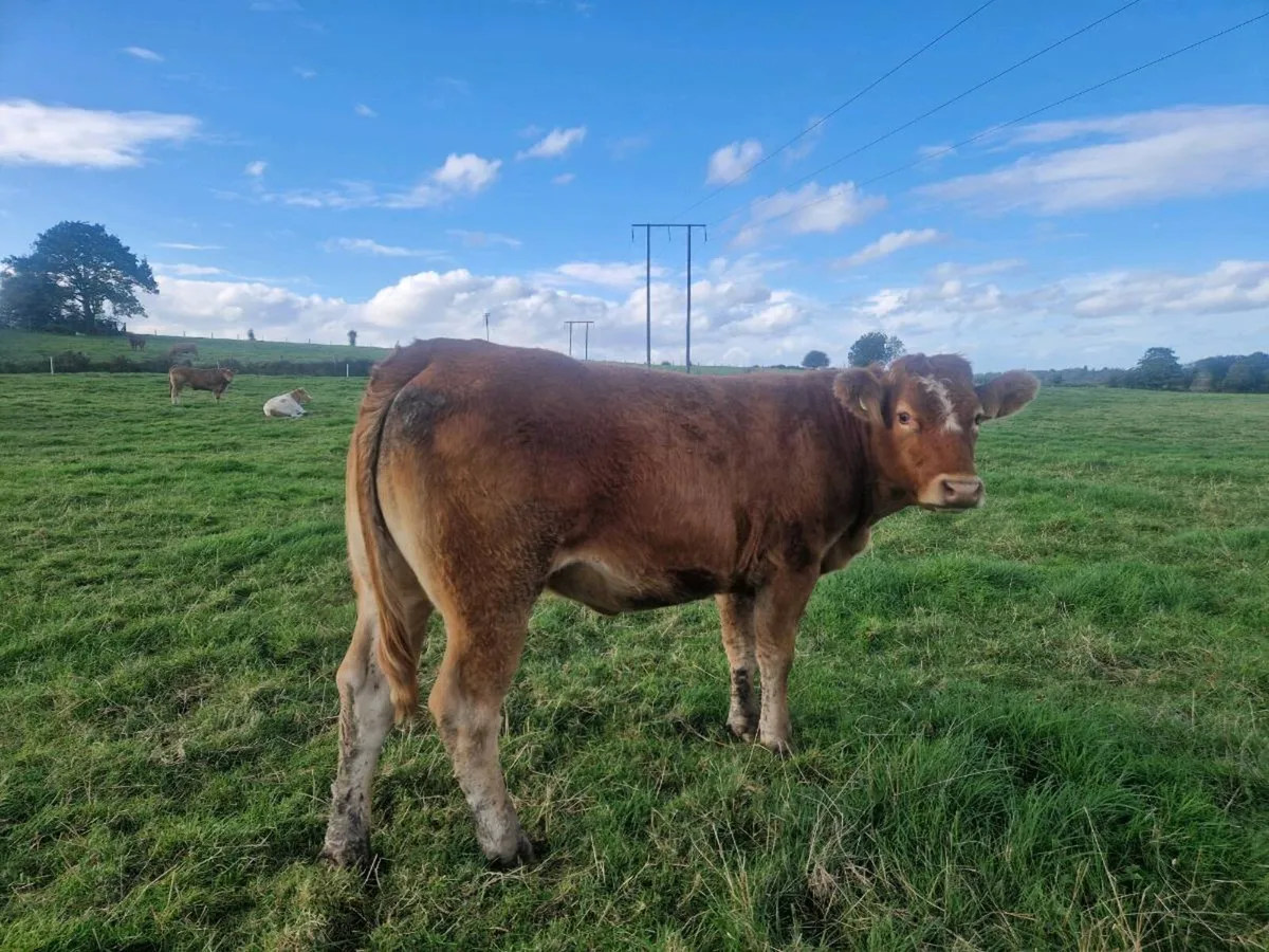 Breeding Heifers - Image 3