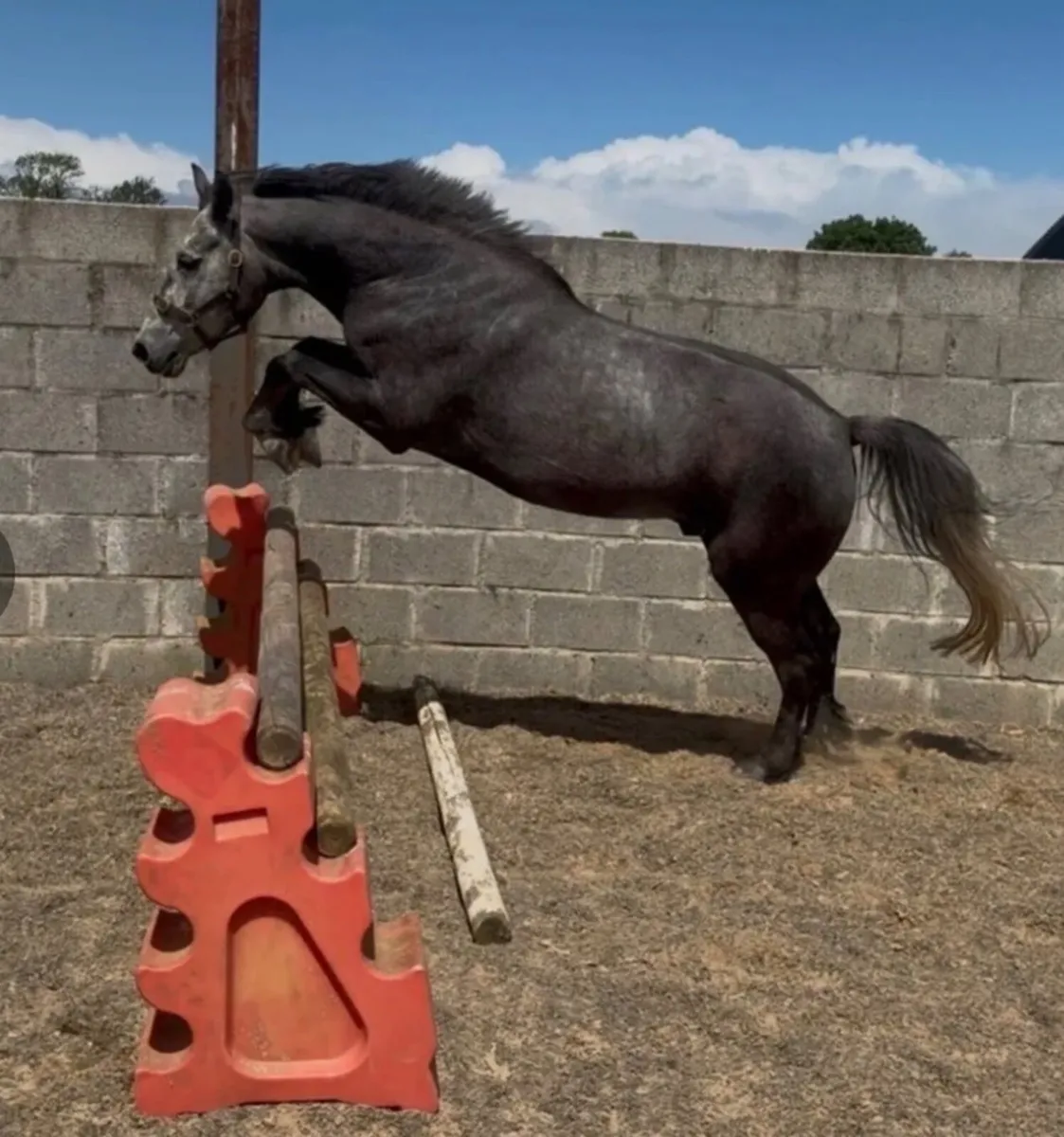148cm Connemara Gelding - Image 2