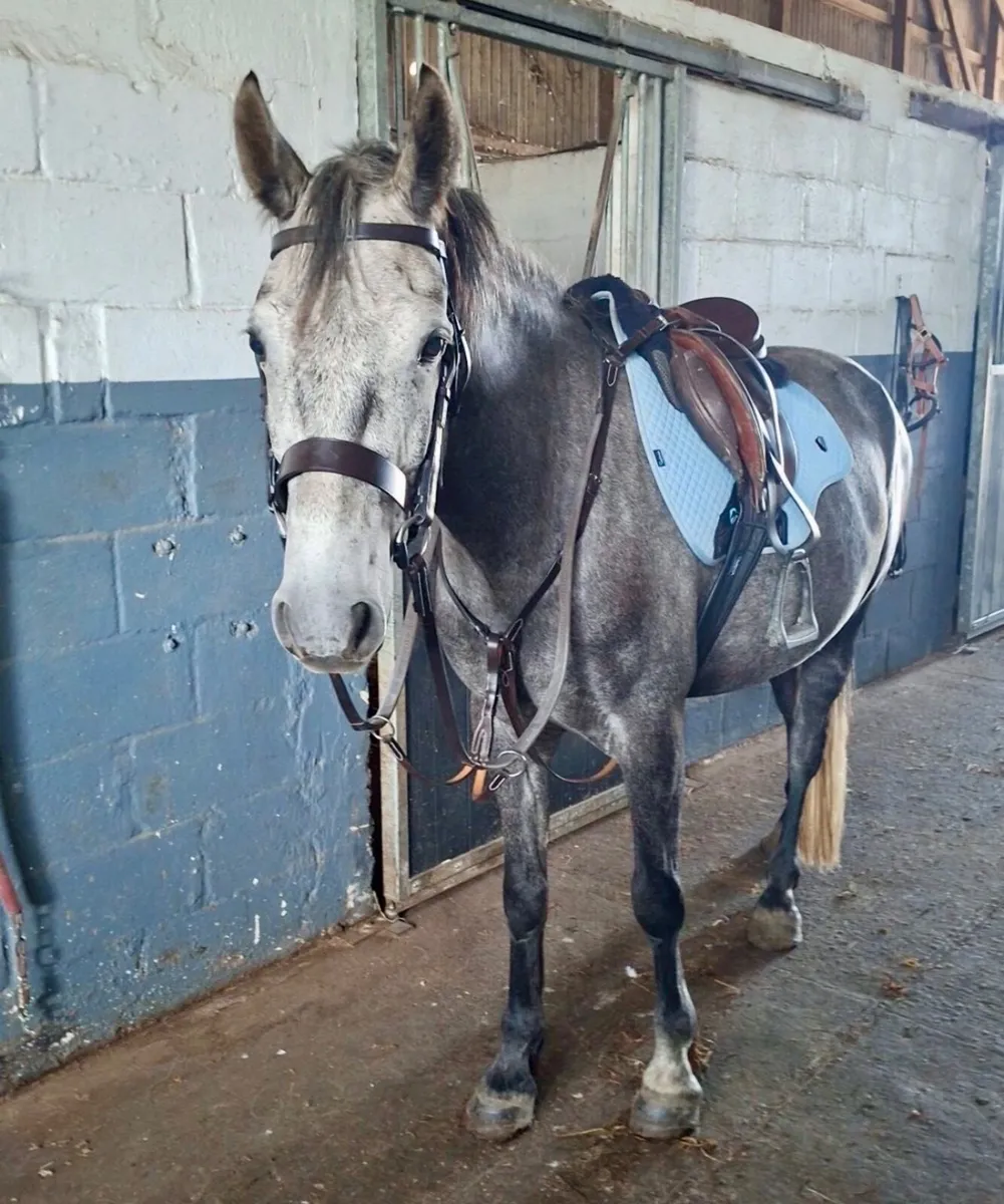 148cm Connemara Gelding - Image 4