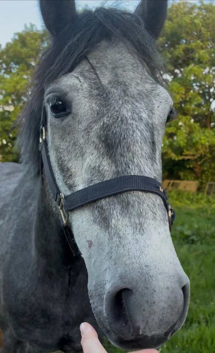 148cm Connemara Gelding - Image 3