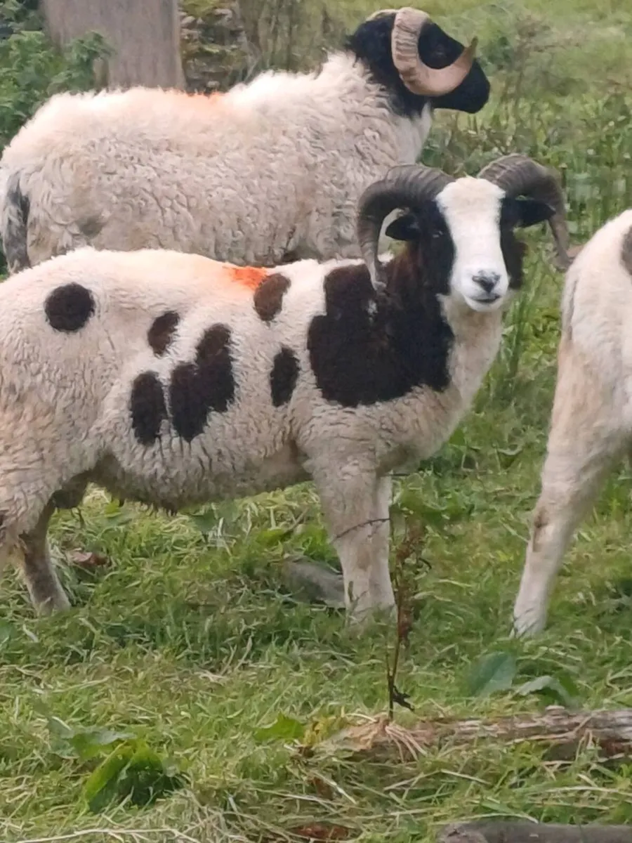 Jacob and Mountain rams - Image 4