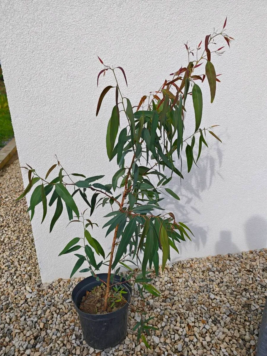Aromatic Eucalyptus Tree (not gunnii)