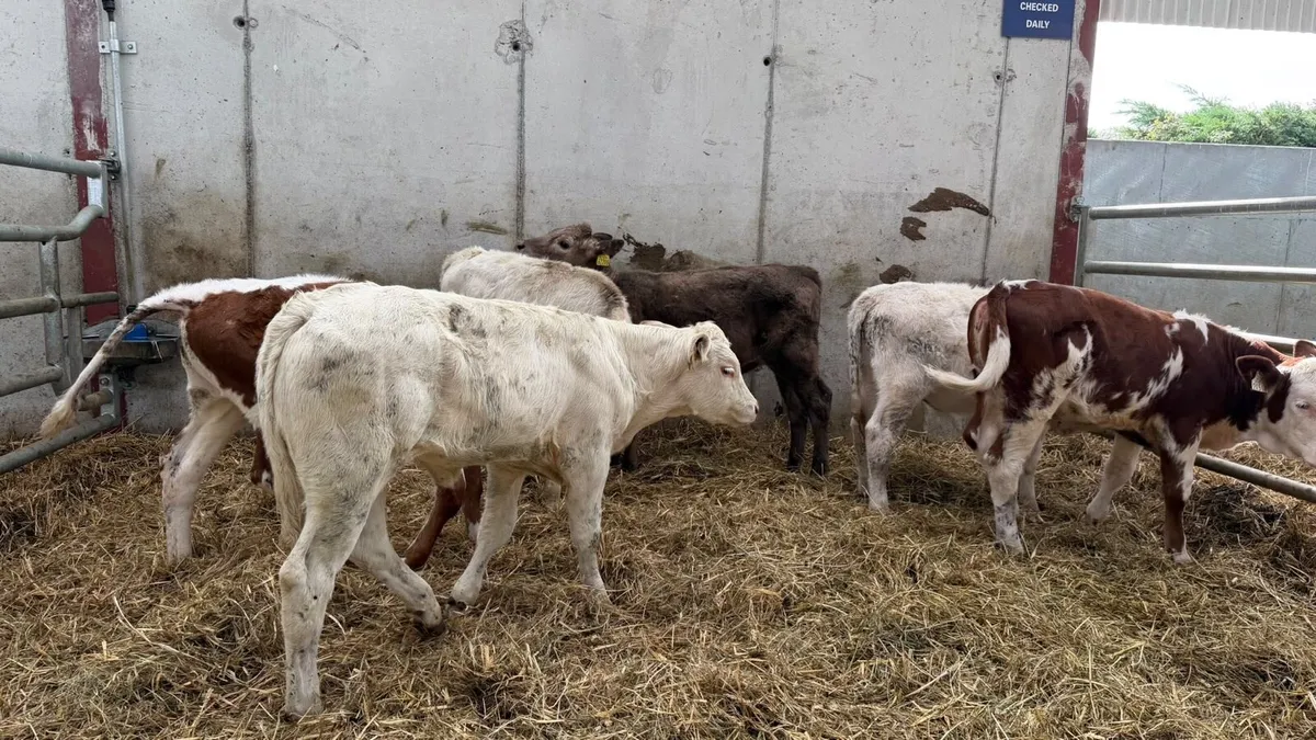 6 super continental runner heifers - Image 1
