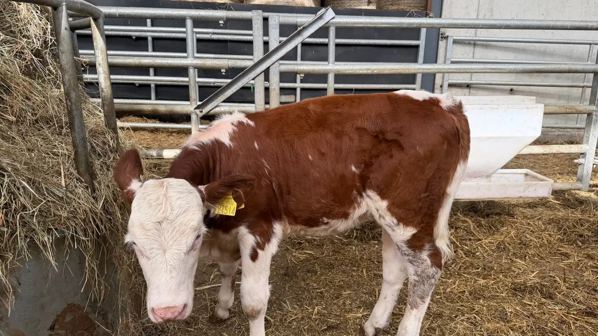 6 super continental runner heifers - Image 2