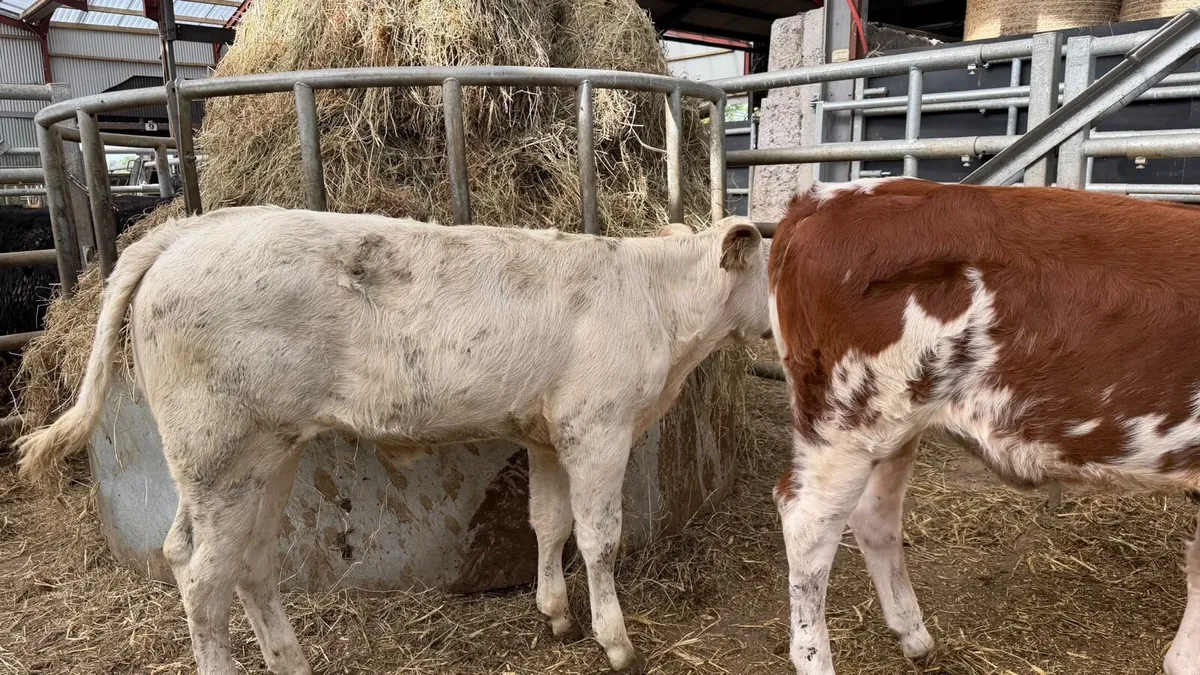 6 super continental runner heifers - Image 3