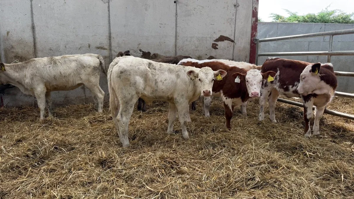 6 super continental runner heifers - Image 4