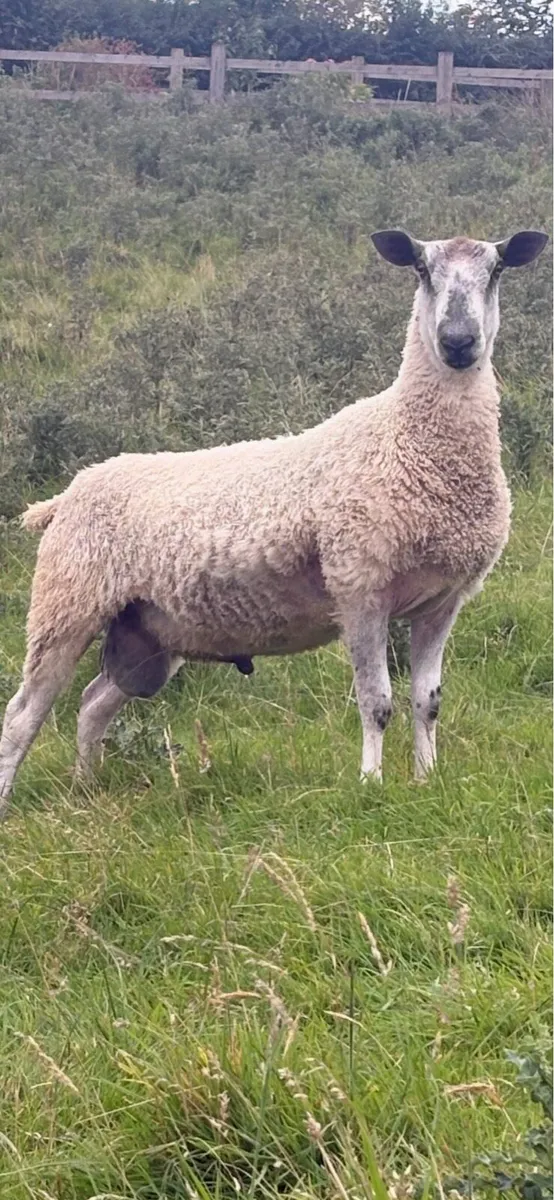 PBNR Blue Leicester - Image 1