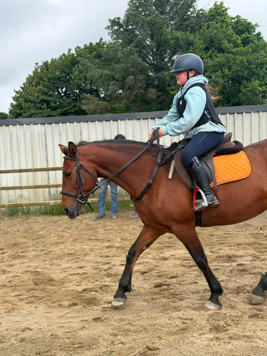 Connamara pony - Image 1