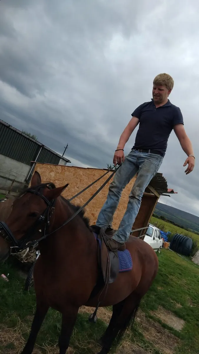 Connamara pony - Image 3