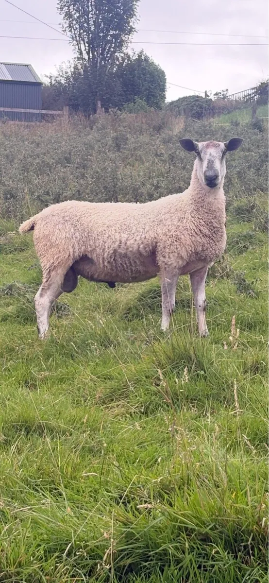 PBNR Blue Leicester - Image 3
