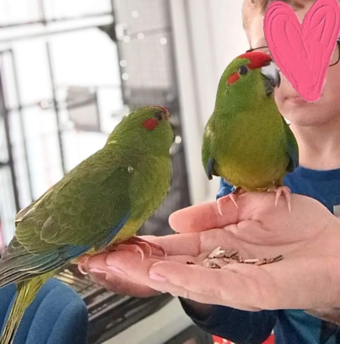 Kakariki birds parakeets - Image 1