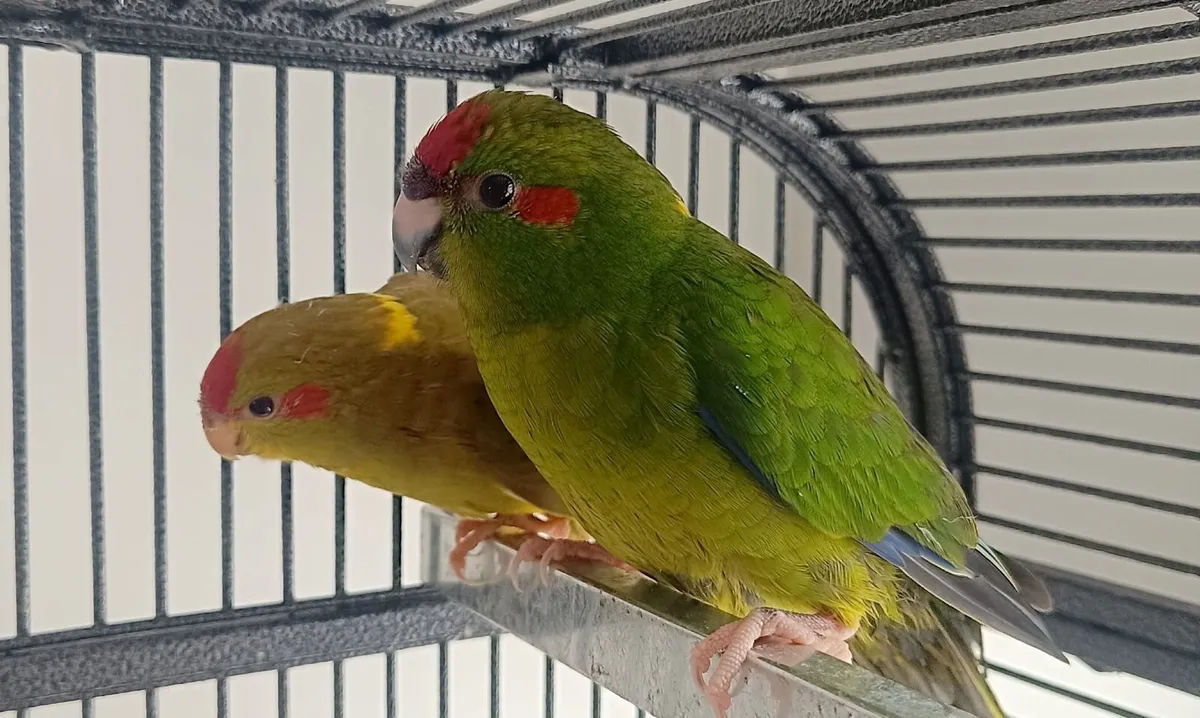 Kakariki birds parakeets - Image 3