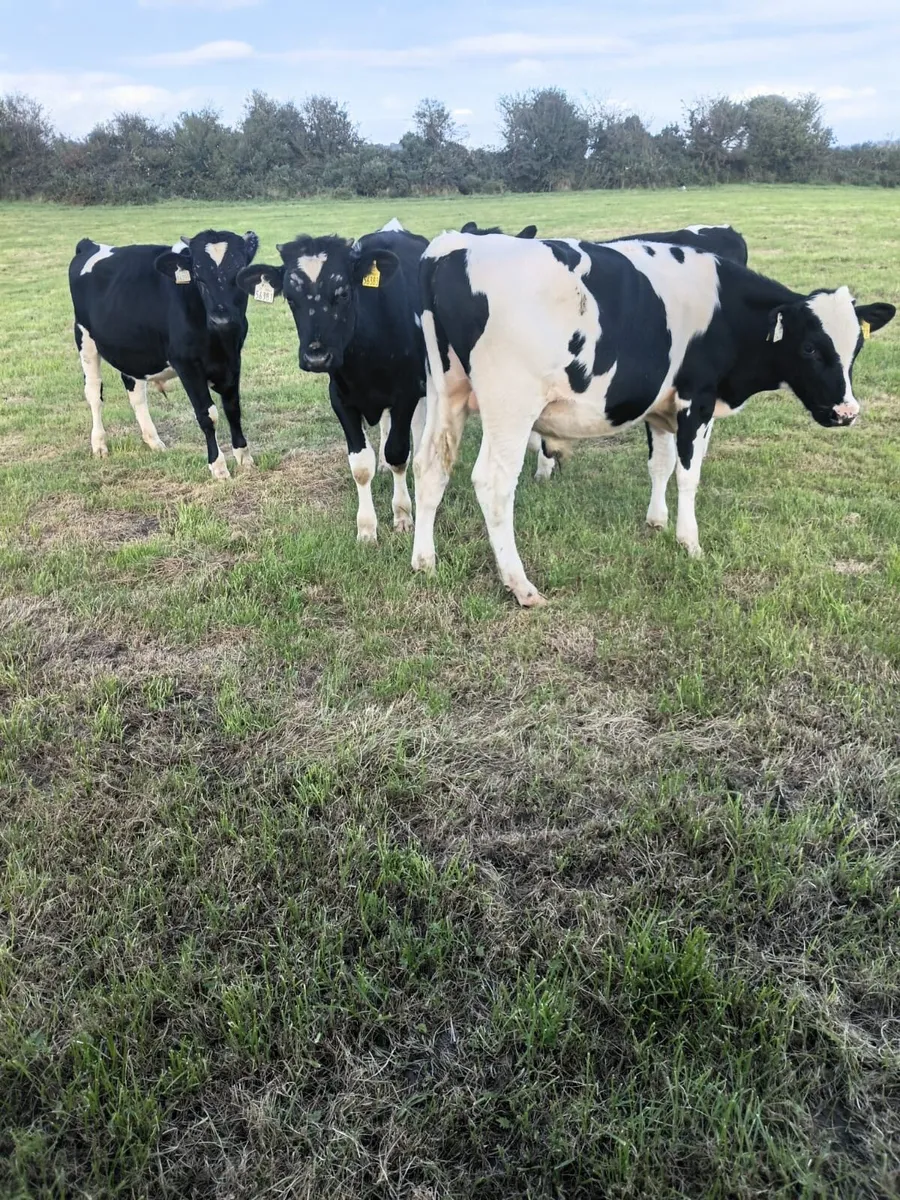 4 friesian bullocks for sale - Image 1