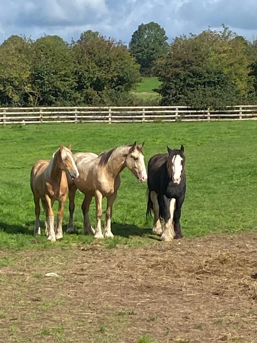 Selection of mares - Image 1