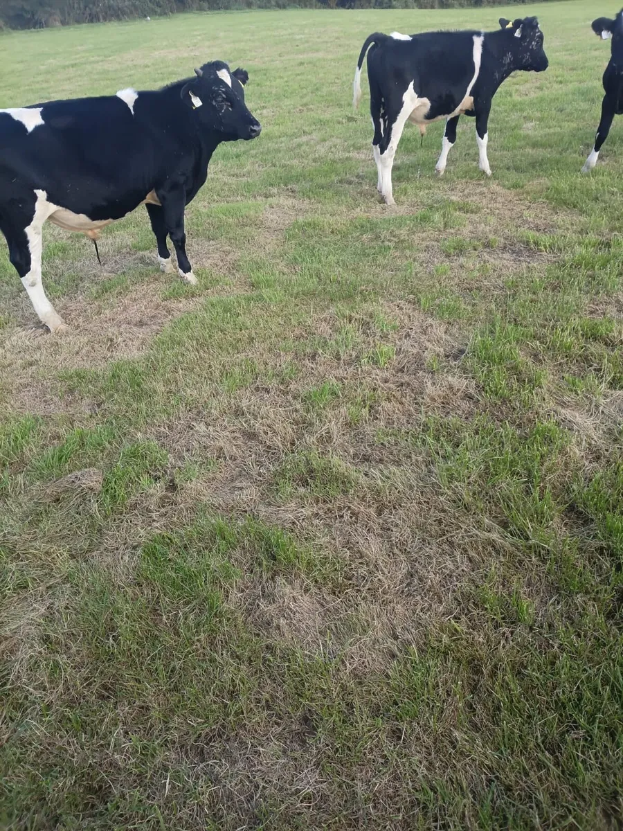 4 friesian bullocks for sale - Image 2