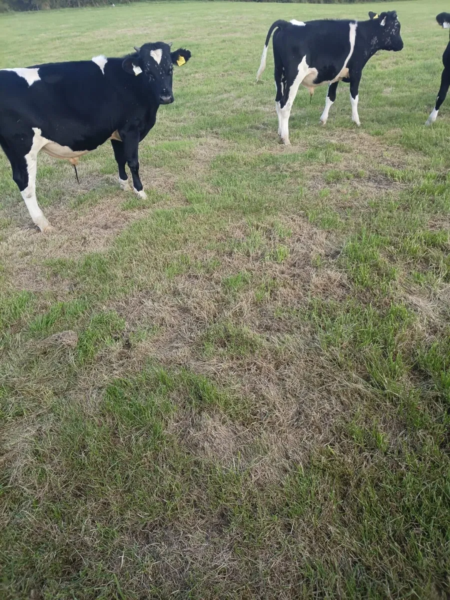 4 friesian bullocks for sale - Image 3