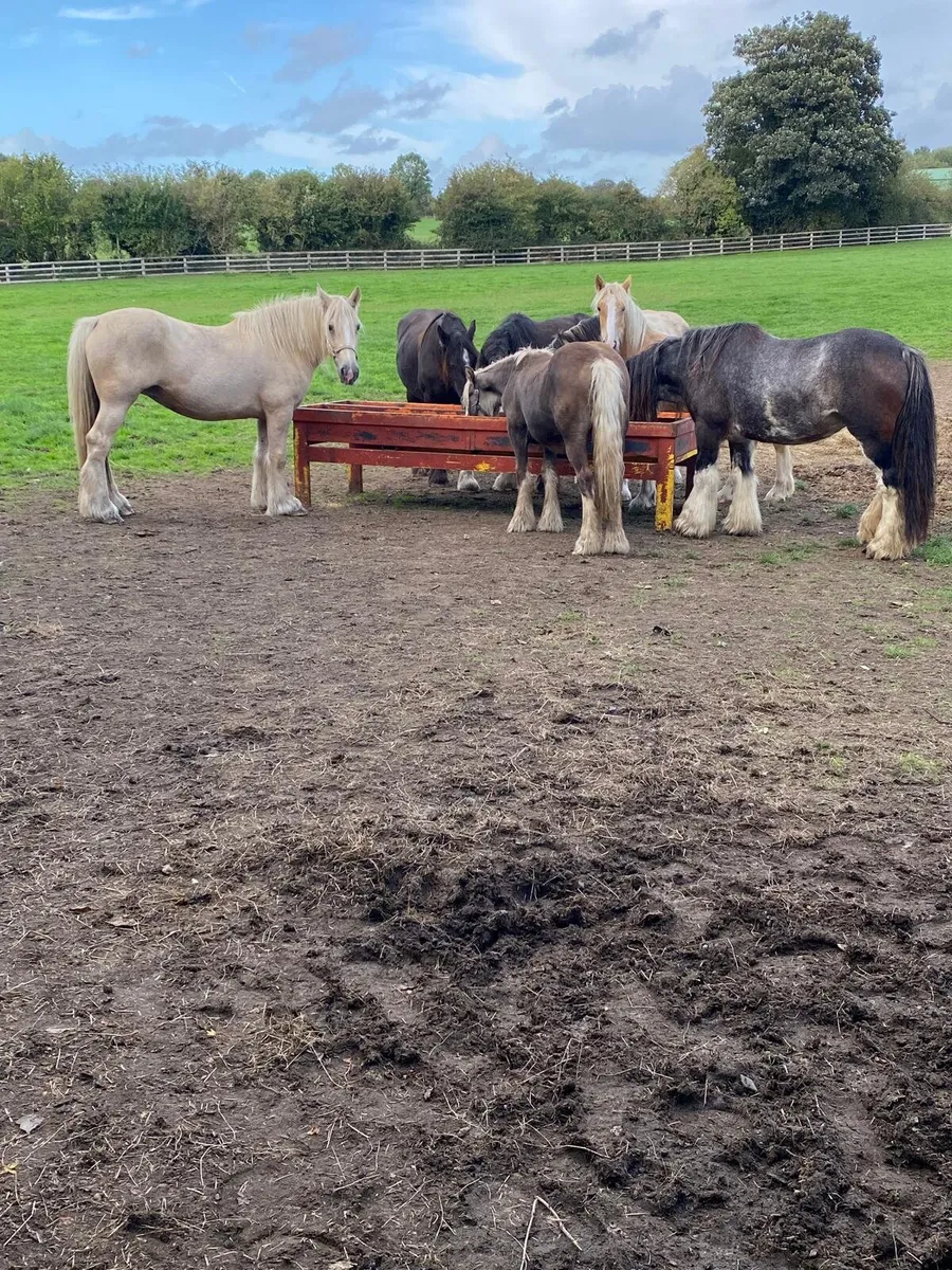 Selection of mares - Image 3