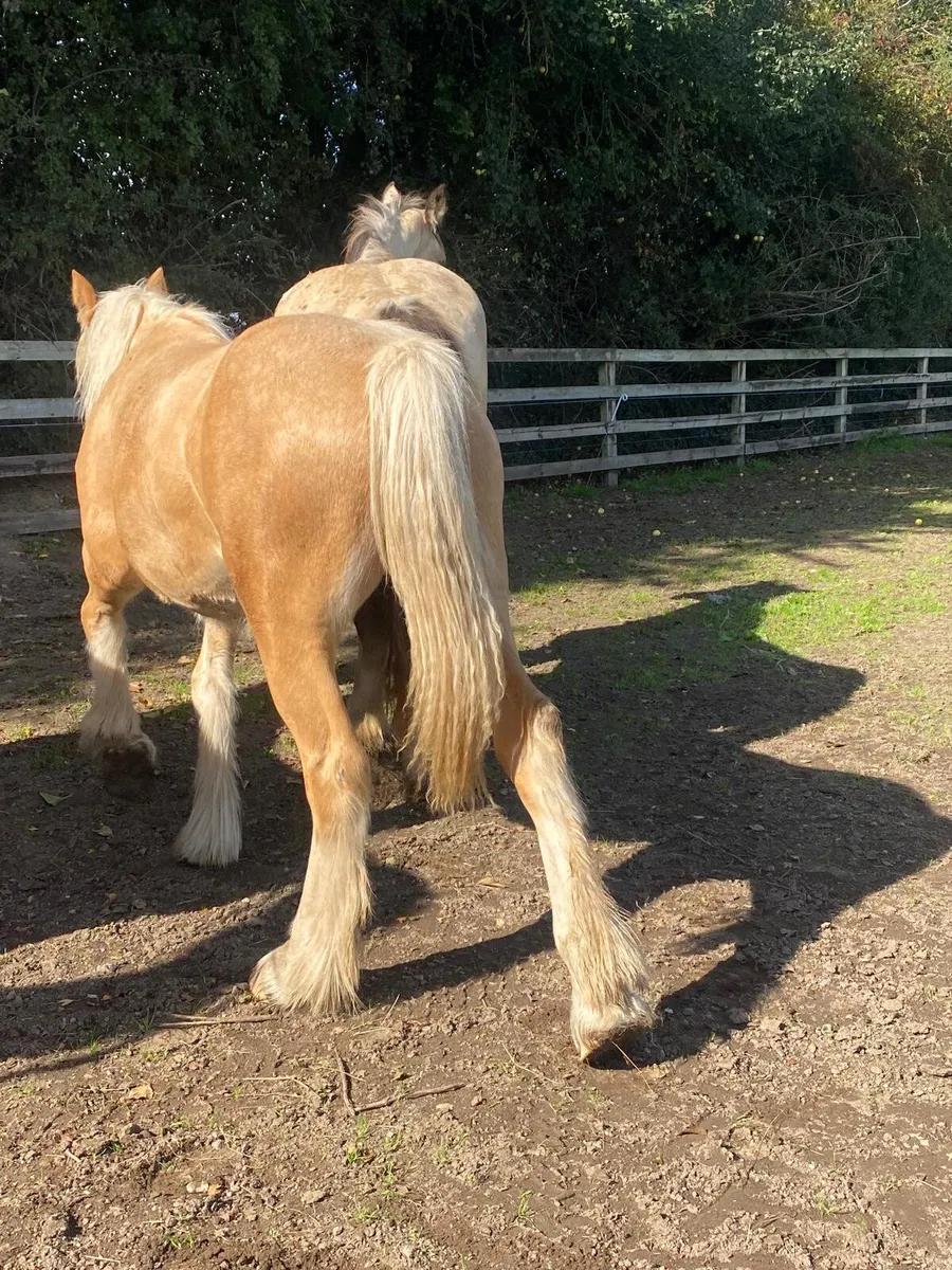 Selection of mares - Image 4