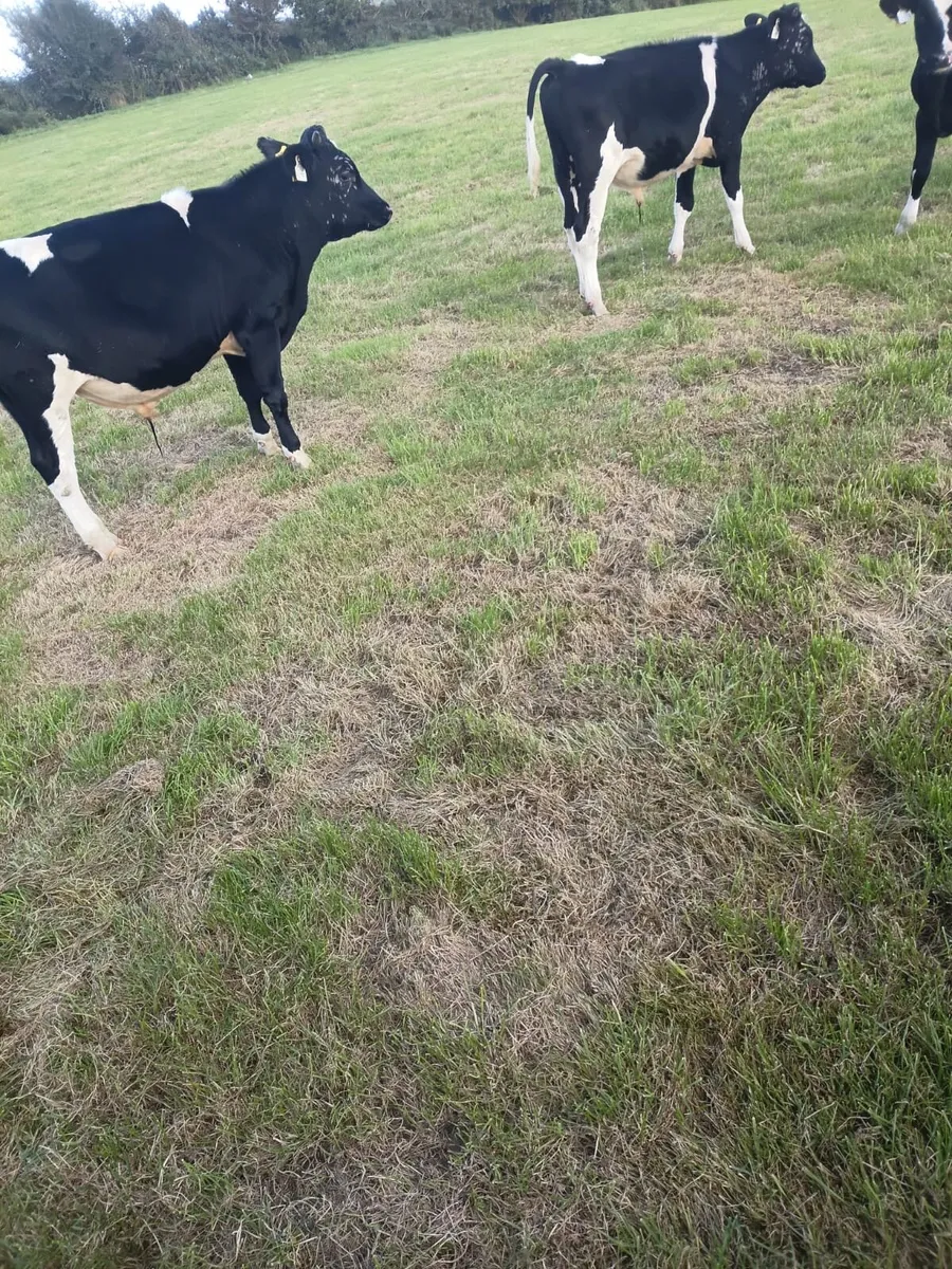 4 friesian bullocks for sale - Image 4