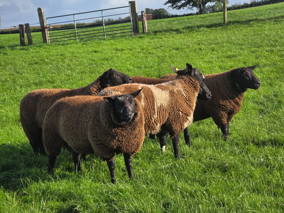 Dutch Spotted & Dutch SpottedXBlue Texel Ram Lambs - Image 4