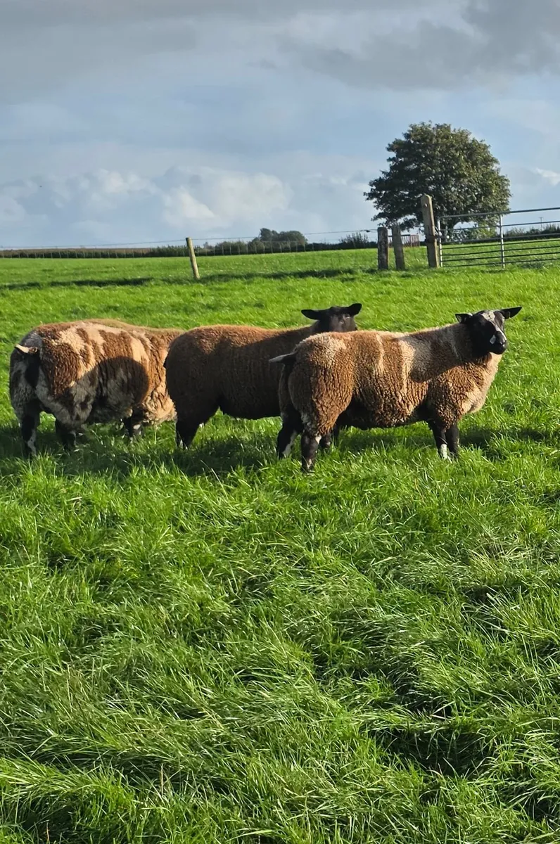 Dutch Spotted & Dutch SpottedXBlue Texel Ram Lambs - Image 1