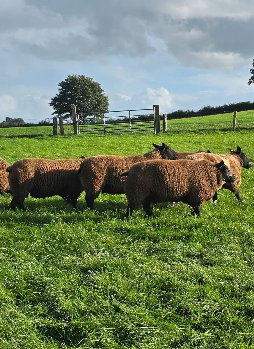 Dutch Spotted & Dutch SpottedXBlue Texel Ram Lambs - Image 2