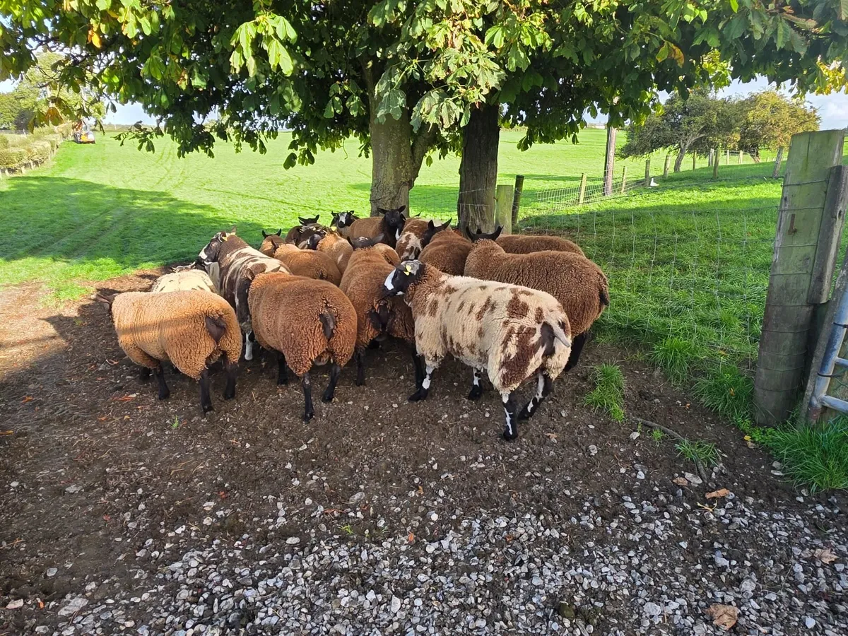 Dutch Spotted & Dutch SpottedXBlue Texel Ram Lambs - Image 3
