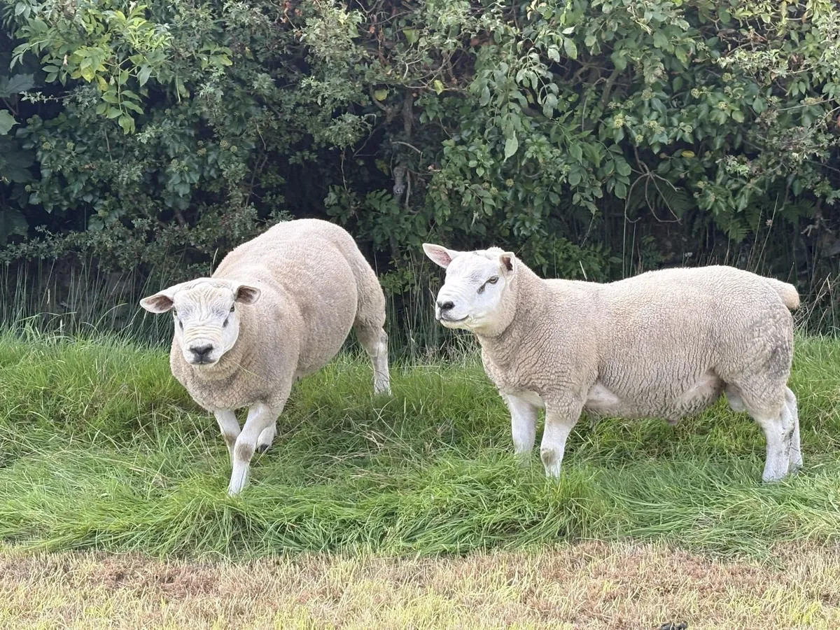 Texel Shearling Ram - Image 2