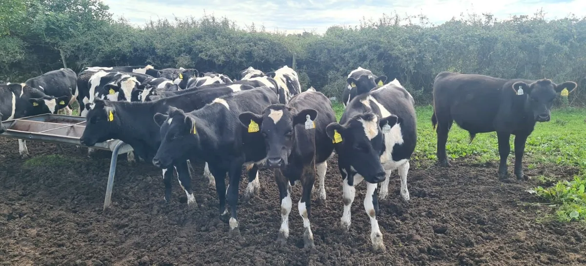 Weanlings - Image 2