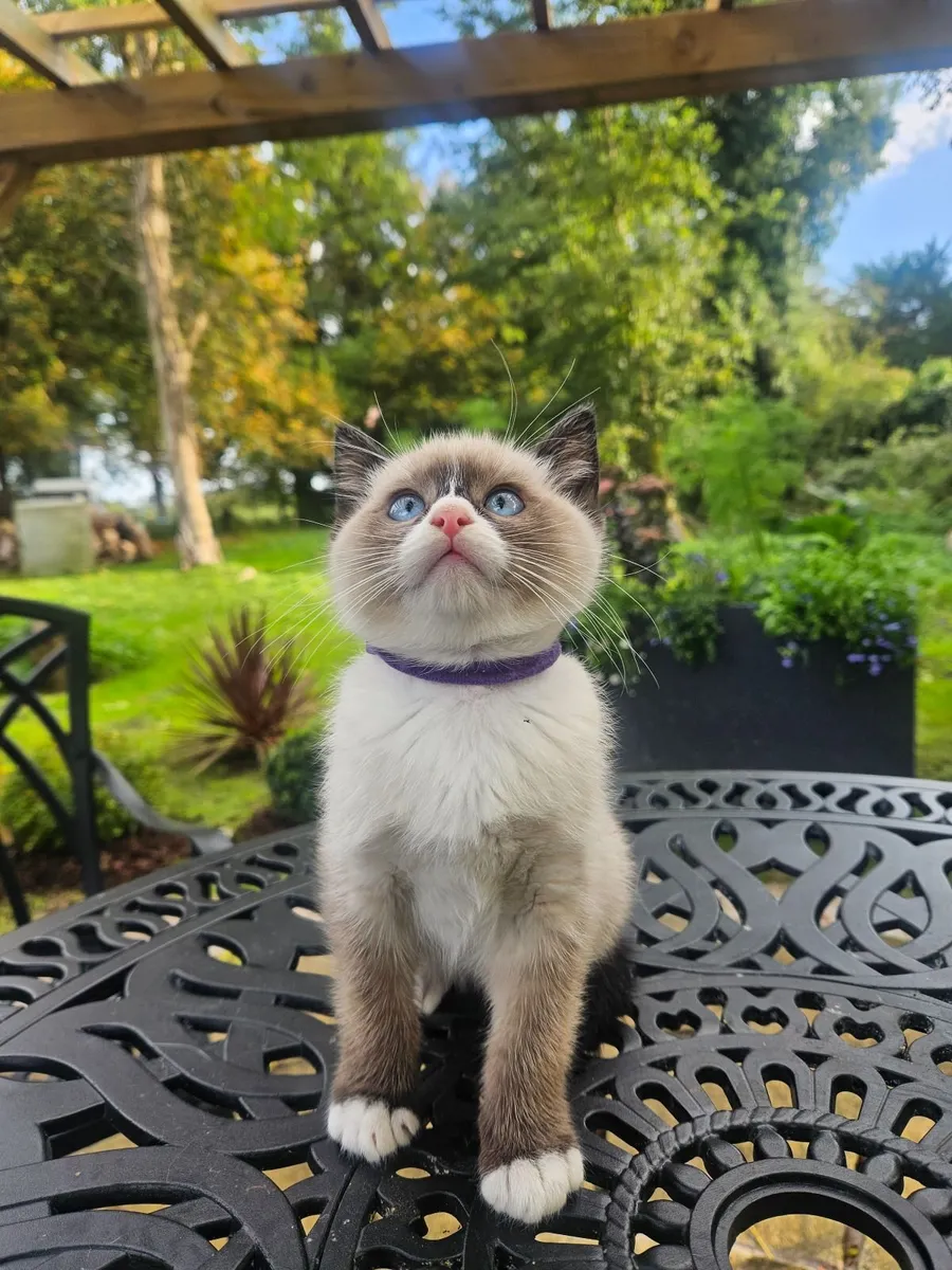 Ragdoll kittens - Image 1