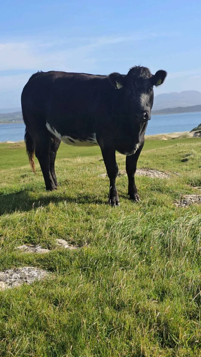 Super Springing Heifer - Image 2