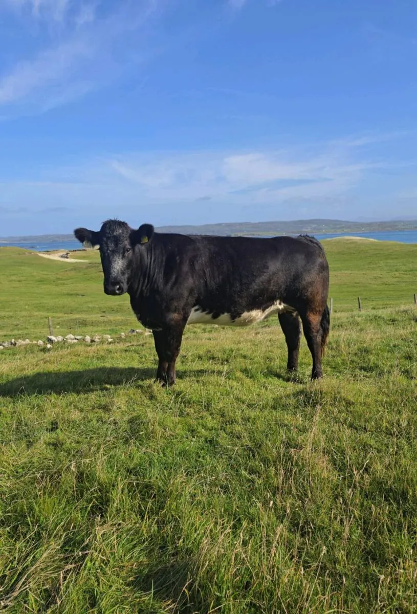Super Springing Heifer - Image 3