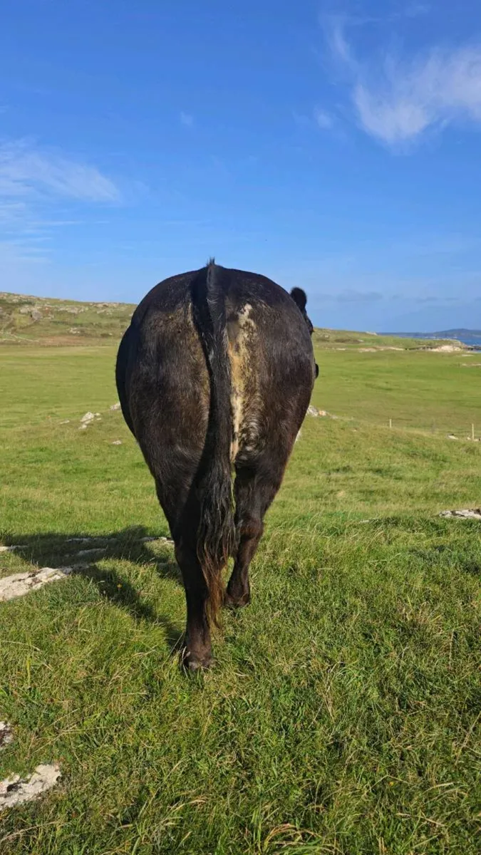 Super Springing Heifer - Image 4