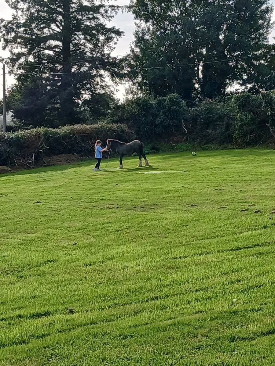 Colt foal - Image 4