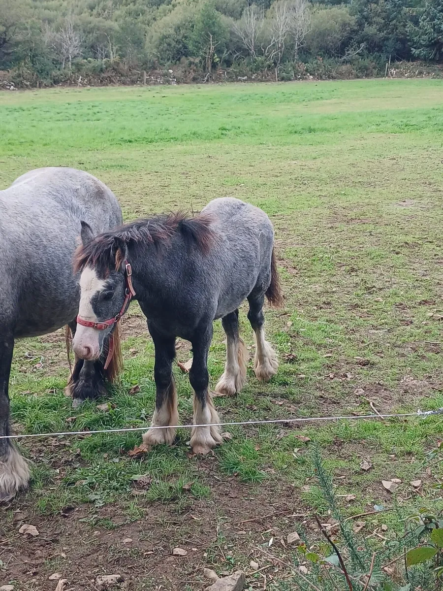 Colt foal - Image 2